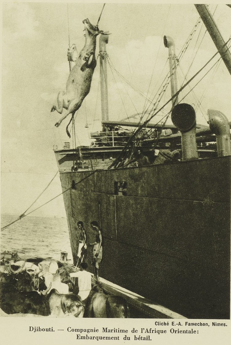 Embarquement du bétail au port de Djibouti en 1910.